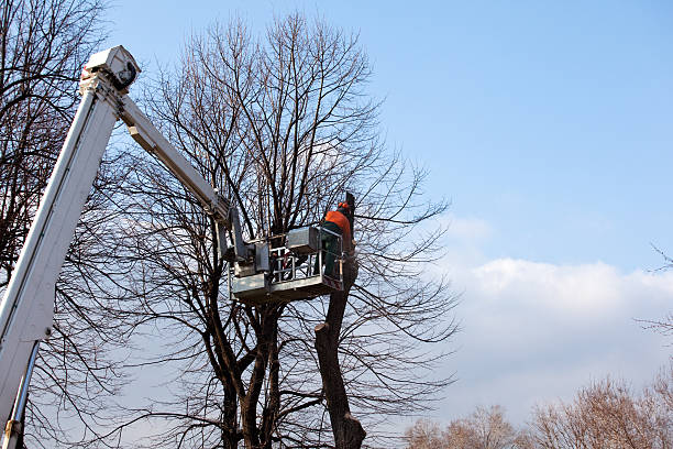 How Our Tree Care Process Works  in  Red Corral, CA