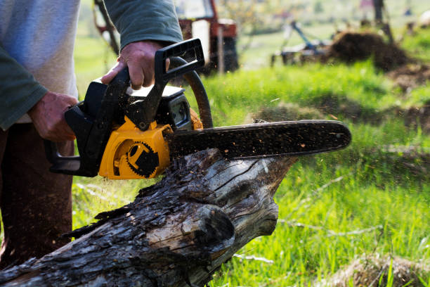 Trusted Red Corral, CA Tree Care Experts