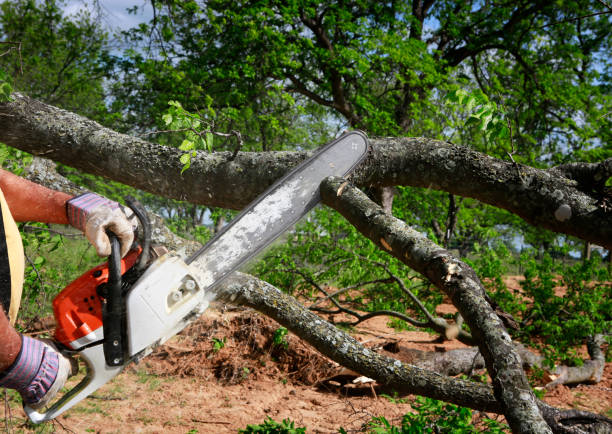 Best Hazardous Tree Removal  in Red Corral, CA